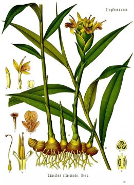 Zázvor lékařský (Zingiber officinale)