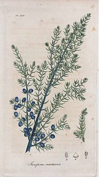 Jalovec obecný (Juniperus communis)