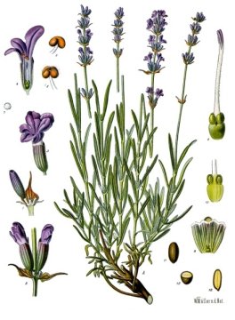 Levandule lékařská (Lavandula angustifolia)
