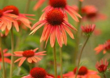 Echinacea čaj a jeho účinky