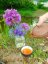 Darjeeling TGFOP1 Margaret Hope SF