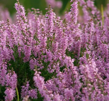 Vřes obecný (Calluna vulgaris)