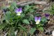 Violka trojbarevná (Viola tricolor)