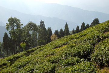 Darjeeling First Flush – šampaňské mezi čaji