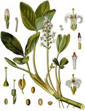 Vachta trojlistá (Menyanthes trifoliata)