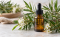Tea tree oil (čajovníkový olej): účinky, použití a bezpečnost