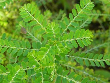 Chanca Piedra (Phyllanthus niruri): Rozbití kamenů a podpora zdraví ledvin