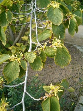 Vilín virginský (Hamamelis virginiana)