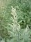 Merlík bílý (Chenopodium album)
