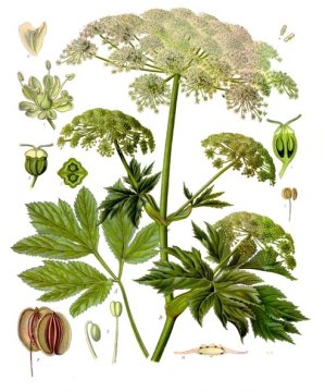 Ženšen pravý (Panax ginseng, syn. Panax schinseng)