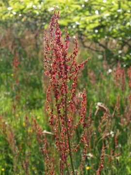 Šťovík obecný (Rumex acetosa)