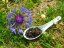 Darjeeling TGFOP1 Margaret Hope SF