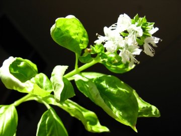 Bazalka pravá (Ocimum basilicum)