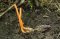 Cordyceps - 6 vědecky prokázaných účinků