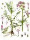 Kozlík lékařský (Valeriana officinalis)