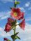 Topolovka růžová (Alcea rosea)