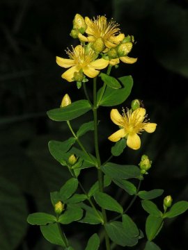 Třezalka tečkovaná (Hypericum perforatum): Bylina s léčivými účinky na náladu a nervový systém