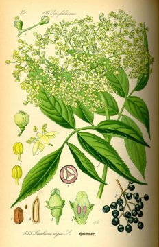 Bez černý (Sambucus nigra)