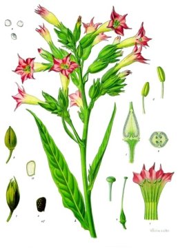 Tabák virginský (Nicotiana tabacum)