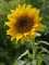 Slunečnice roční (Helianthus annuus)