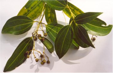 Skořicovník pravý (Cinnamomum verum)