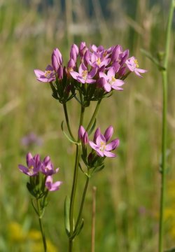 Zeměžluč okolíkatá (Centaurium erythraea)