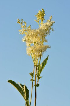 Tužebník jilmový (Filipendula ulmaria): Bylina s protizánětlivými a analgetickými účinky