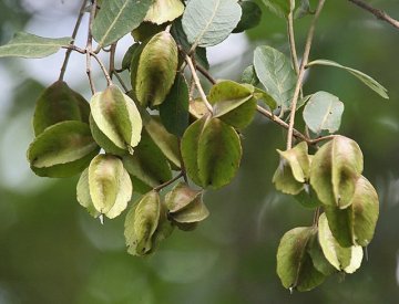 Arjuna (Terminalia arjuna): Bylina pro zdraví srdce