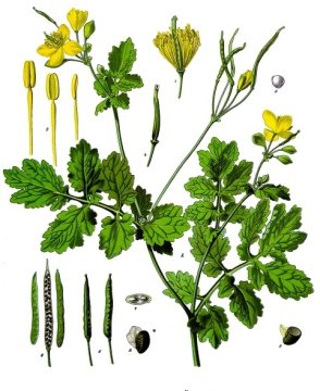 Vlaštovičník větší (Chelidonium majus)