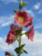 Topolovka růžová (Alcea rosea)