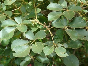 Tahuari (Tabebuia serratifolia) - Královna amazonského léčení