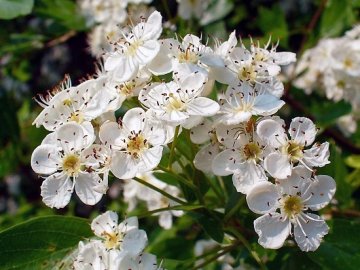 Hloh obecný (Crataegus laevigata)