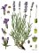 Levandule lékařská (Lavandula angustifolia)
