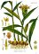 Zázvor lékařský (Zingiber officinale)