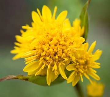 Zlatobýl obecný (Solidago virgaurea)