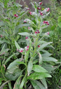 Užanka lékařská (Cynoglossum officinale)