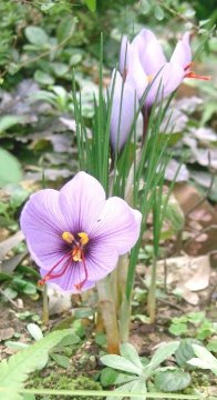 Šafrán setý (Crocus sativus)