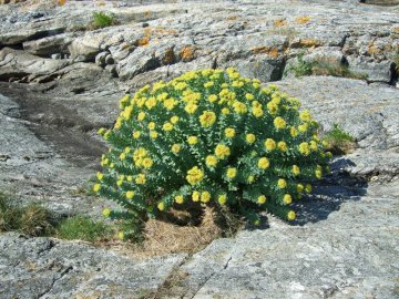 Rozchodnice růžová (Rhodiola rosea)