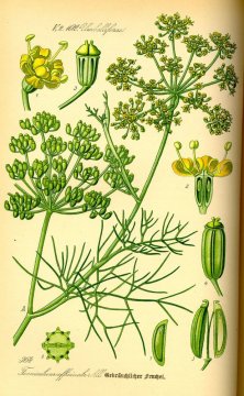 Fenykl obecný (Foeniculum vulgare): Aromatická bylina s léčivými a kulinářskými vlastnostmi