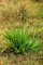 Jitrocel kopinatý (Plantago lanceolata)