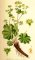 Kontryhel obecný (Alchemilla vulgaris)