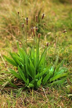 Jitrocel kopinatý (Plantago lanceolata)