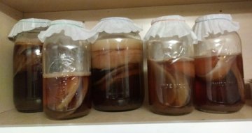 Aký čaj si vybrať na výrobu fermentovaného nápoja kombucha?