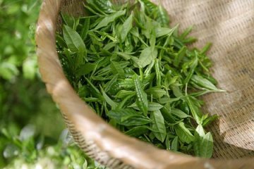 EGCG: zajímavý antioxidant v zeleném čaji