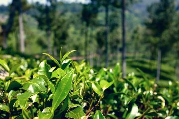 Srovnání dvou různých stylů výroby čaje v Japonsku. Jednodruhové (Single Origin) vs Smíšené čaje (Blend).