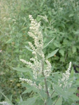 Merlík bílý (Chenopodium album)