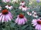 Třapatka (Echinacea)