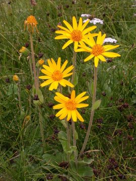 Prha arnika (Arnica montana)