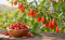 Goji – kustovnice čínská: původ, chuť, použití a co o ní víme