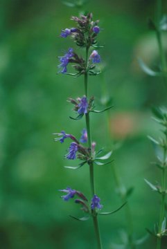 Yzop lékařský (Hyssopus officinalis) - Bylina s tradičními léčivými vlastnostmi